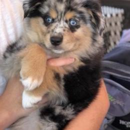 Miniature Australian Shepherd Puppies from Bear Pond Aussies