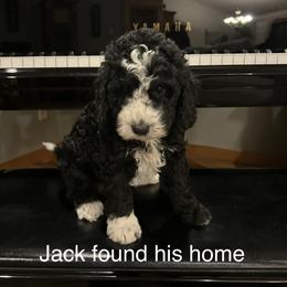 Jack Frost - male Golden Mountain Doodle puppy in Powell, Wyoming from Doodles of Joy