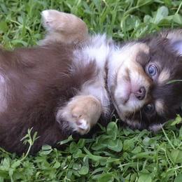 Chihuahua and Japanese Chin Puppies from Gift of Gods Favor