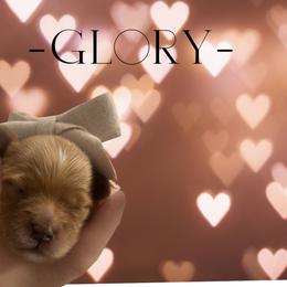 Goldendoodle Puppies from Graystone Doodles
