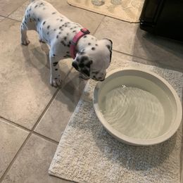 Dalmatian Puppies from Dalmatian Pandas