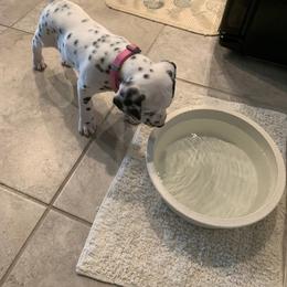 Dalmatian Puppies from Dalmatian Pandas