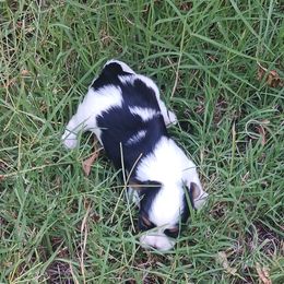 Biewer Terriers and Yorkshire Terriers from Cynthia's Biewer Puppies