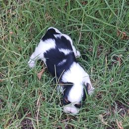 Biewer Terriers and Yorkshire Terriers from Cynthia's Biewer Puppies
