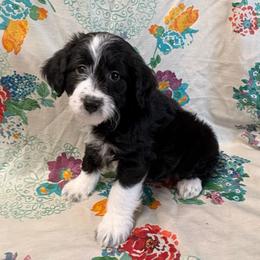 Bell - Black and white female Aussiedoodle puppy in Lebanon, Missouri from Kaitlen's Doodle Pups