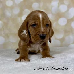 Max - Red and white male Basset Hound puppy in Dingess, West Virginia from Tuckers' Howling Hounds