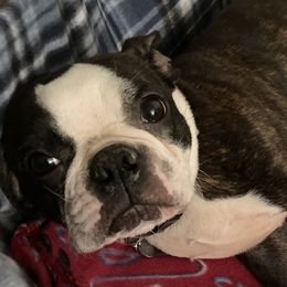 Gypsy - Boston Terrier
