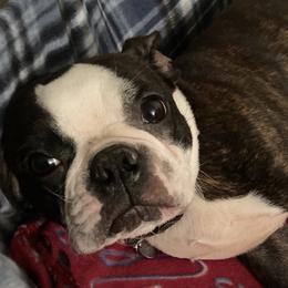 Gypsy - Boston Terrier
