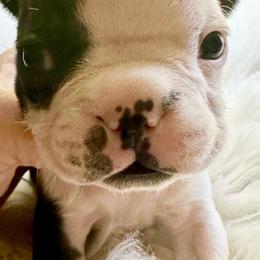 Boy four - Black brindle and white male Boston Terrier puppy in Georgia from KD’s K9 Oasis