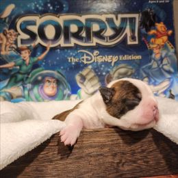 Yahtzee - Brindle and white female Boston Terrier puppy in Tazewell, Tennessee from Legacy Bostons and Goldendoodles
