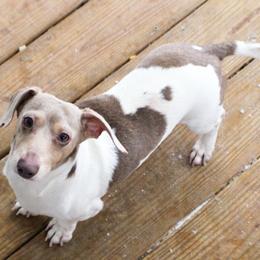 AKC Leroy - Fawn (isabella) and tan male Dachshund puppy in Christiansburg, Virginia from Little Legs Luxury Dachshunds LLC