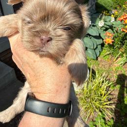 Skye - Lilac female Shih Tzu puppy in Jasper, Indiana from Jacob’s Spoiled Shih Tzu