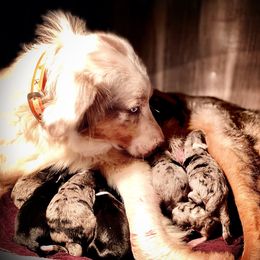 Aussiedoodle and Australian Shepherd Puppies from Faith, Feathers & FurBabies