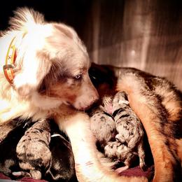 Aussiedoodle and Australian Shepherd Puppies from Faith, Feathers & FurBabies