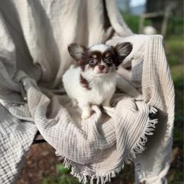 Liam CKC - Chocolate and white male Chihuahua puppy in Brooklyn, New York from Cuties 4 You