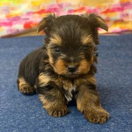 Cooper TEACUP - Blue and gold male Yorkshire Terrier puppy in Monticello, Iowa from Ashley’s Puppies