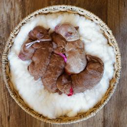 Poodle puppies from Plush Toy Poodle Puppies & Pals