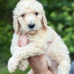 Dark blue - Cream female Goldendoodle puppy in Ranger, Georgia from Muscadine Meadows Poodles and Doodles