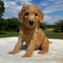 Carl - Apricot male Goldendoodle puppy in Osage City, Kansas from Golden Ridge Goldens