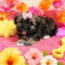 Dark Sable Girl - Gold sable female Havanese puppy in Vinita, Oklahoma from Locust Creek Shih Tzu & Havanese