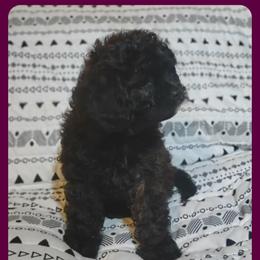 Luna - Merle female Cavapoo puppy in Salisbury, North Carolina from Carolina Canines