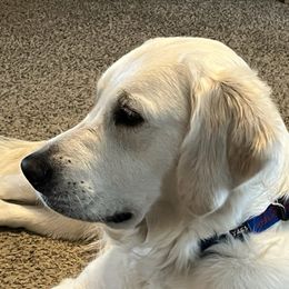 Jazzy - Golden Retriever