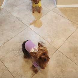 Yorkshire Terrier Puppies from Jazmin Petruchik