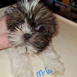 Boy 6 - Brindle and white male Shih Tzu puppy in Bethlehem, Pennsylvania from Cinnamon's Shih Tzus
