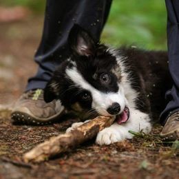 Border Collies from Heather Bandoli's Border Collies
