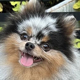 Gizmo - Pomeranian