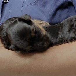 Yorkshire Terriers from Lanes-Scraps