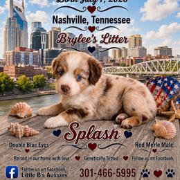 Boy 4 - male Miniature Australian Shepherd puppy in Nashville, Tennessee from Little B’s Aussies