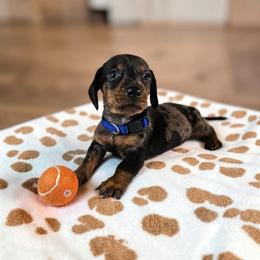 Smokey - Dapple male Dachshund puppy in Alvin, Texas from Cosson's Dachshunds of Alvin