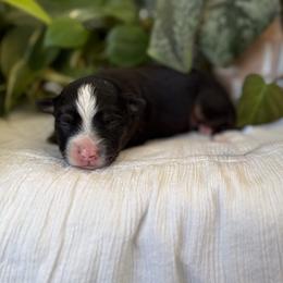 Fern - Black tri female Toy Australian Shepherd puppy in Quincy, Michigan from Ivy Meadows and Friends