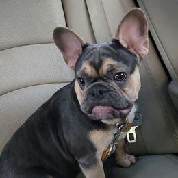 Boston Terriers and French Bulldogs from Smith's Bostons & Frenchies