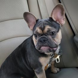 Boston Terriers and French Bulldogs from Smith's Bostons & Frenchies