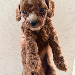 Bernedoodle, Goldendoodle, and Poodle Puppies from Beach Doodles