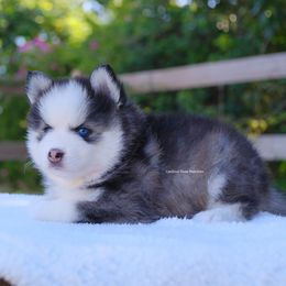 August - Gray and white male Pomsky puppy in Boca Raton, Florida from Cardinal Point Pomskies