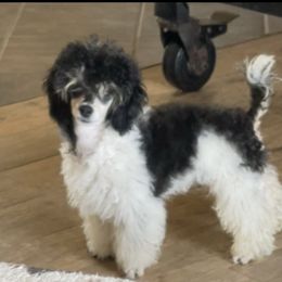 Milly - Poodle