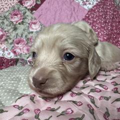 Anna - Cream female Dachshund puppy in Chicago, Illinois from A&M Dachshund Den