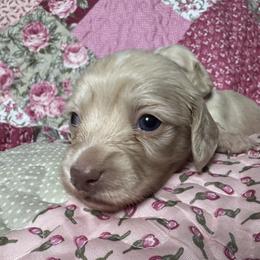 Anna - Cream female Dachshund puppy in Chicago, Illinois from A&M Dachshund Den