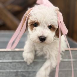 Autumn - Parti female Goldendoodle puppy in Somerset, Kentucky from Hilltop Doodles KY LLC
