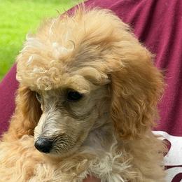 Corbin - Parti male Poodle puppy in Florence County, South Carolina from Modern Family Standards