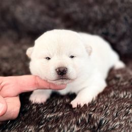 Sammy - Cream male Shiba Inu puppy in Trenton, Nebraska from Prairie Shibas