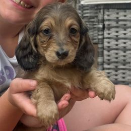 Girl 2 - Dapple female Dachshund puppy in Rio, Wisconsin from 3k Corgis and Miniature Dachshunds