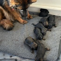 Dasher - Sable male German Shepherd puppy in Beaverdam, Virginia from B&R Kennel