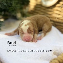 Noel - Red female Bernedoodle puppy in Murrieta, California from Brookside Bernedoodles