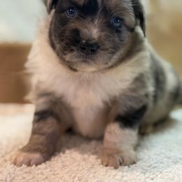 Maggie - Blue merle female Toy Australian Shepherd puppy in North Lakeport, California from Wild Rose Ranch