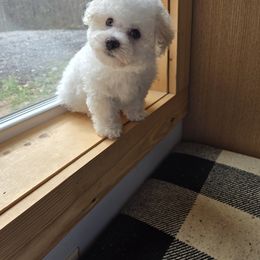 Bichon Frise and Cavalier King Charles Spaniel Puppies from Beloved Bichons & Cavaliers