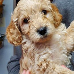 Goldendoodle Puppies from Northwoods Goldendoodles